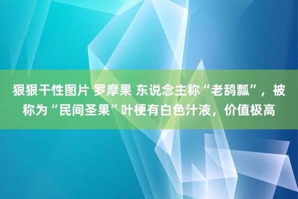 狠狠干性图片 罗摩果 东说念主称“老鸹瓢”，被称为“民间圣果”叶梗有白色汁液，价值极高